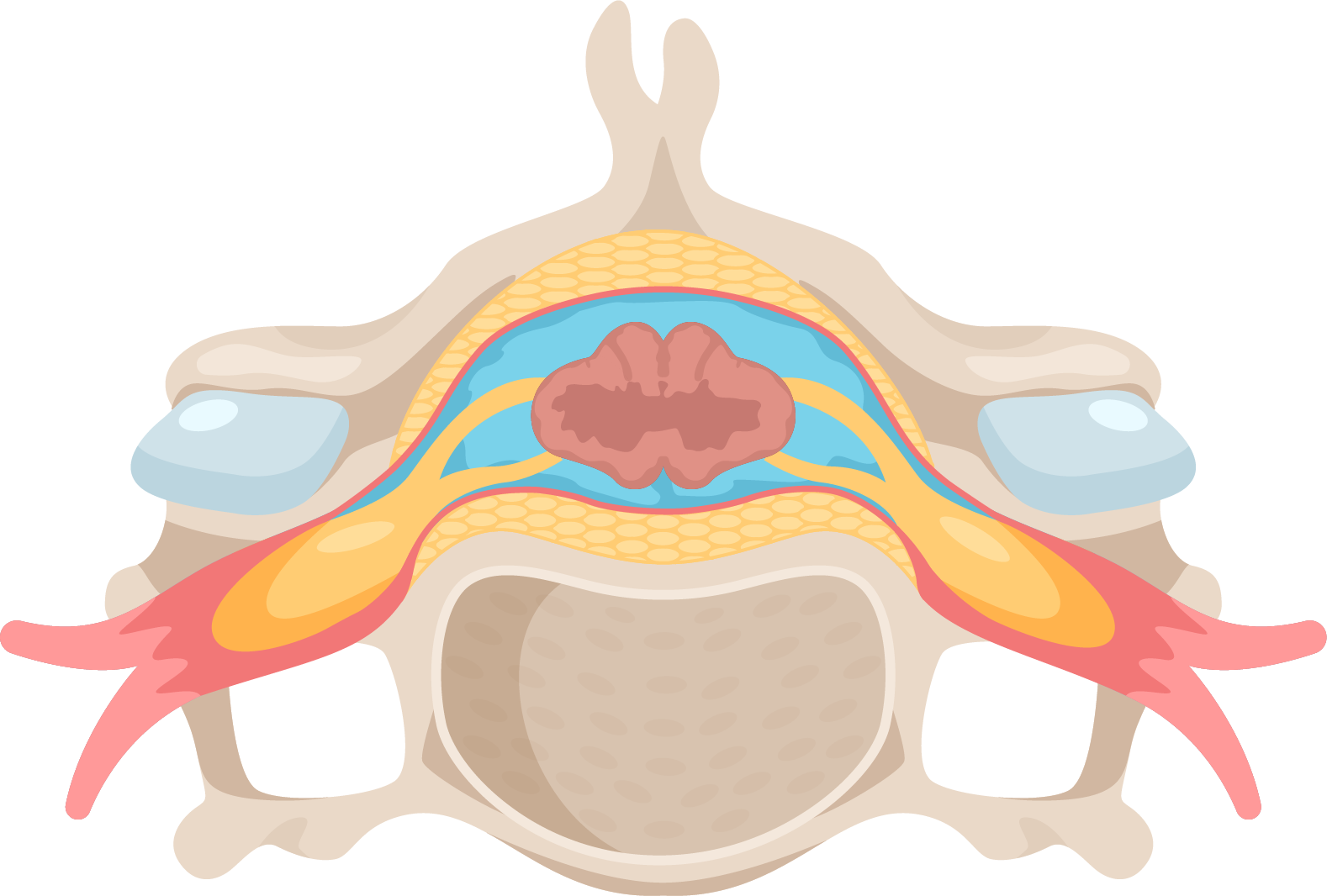 CatWalk Spinal Cord Diagram