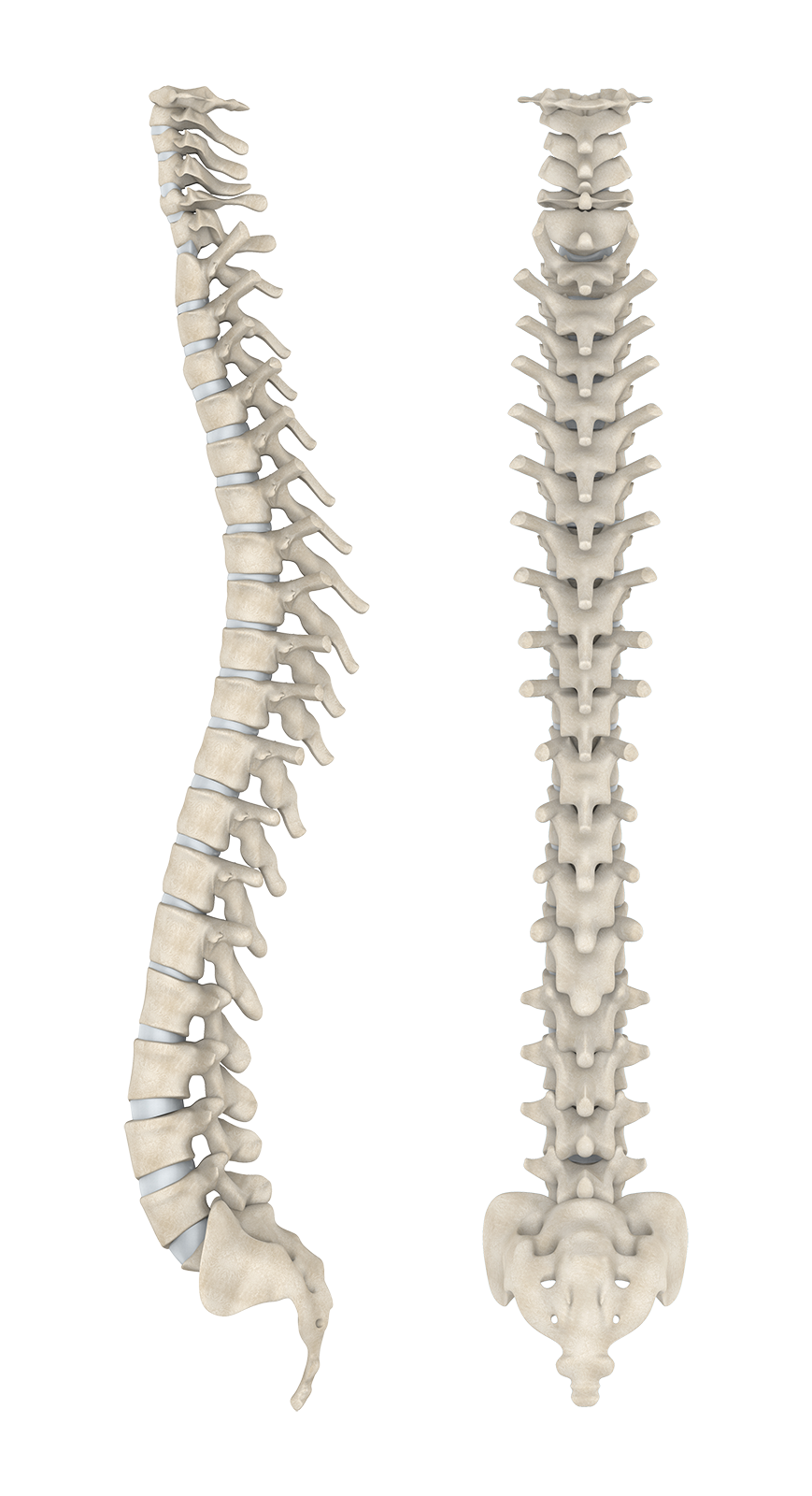 CatWalk Spine Diagram